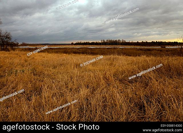 the dried grass in an autumn season. cloudy weather