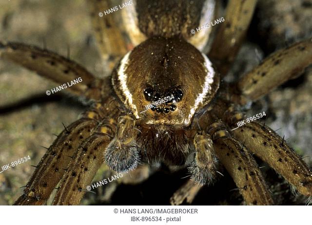Raft Spider (Dolomedes fimbriatus), portrait