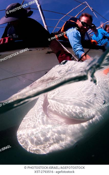 Researchers are tagging a sandbar shark (Carcharhinus plumbeus) in the Mediterranean sea. In recent years this shark has become more common in the Mediterranean...