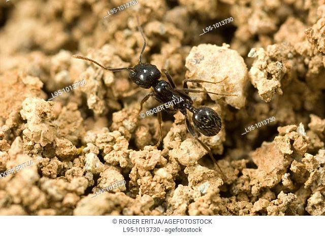 Transportation of seeds by workers of Messor barbarus to the nest to be processed, Spain