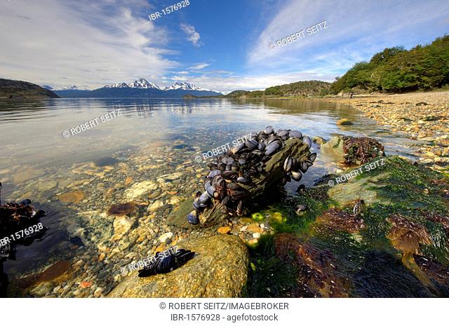 Stone overgrown with mssels, lake and mountain view, Ushuaia, Tierra del Fuego, Patagonia, Argentina, South America