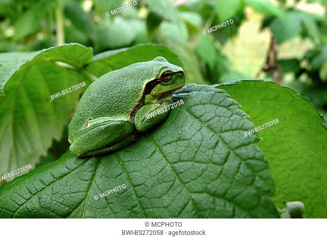 European treefrog, common treefrog, Central European treefrog Hyla arborea, sitting on a leaf, Germany, Lower Saxony, Wendland, Elbtalaue