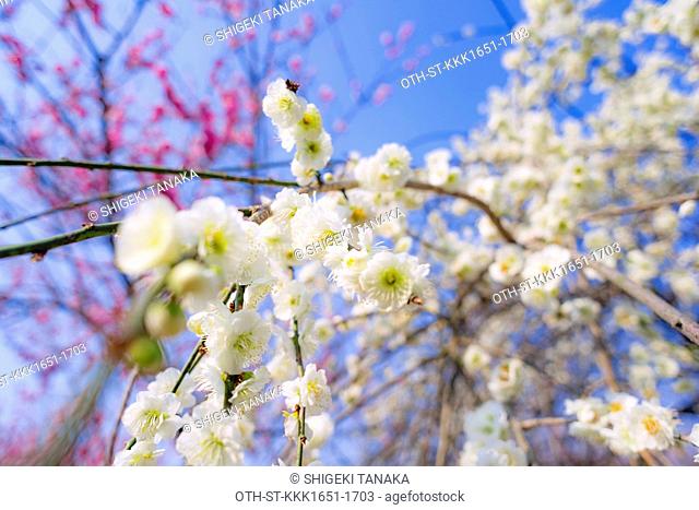 Plum blossom in Inabe plum garden, an agricultural park home to 4, 500 plum trees of 100 different varieties, Inabe city, Mie Prefecture, Japan