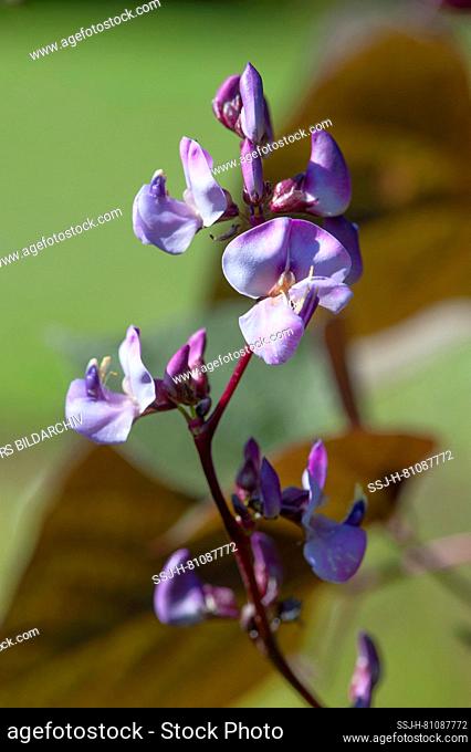 Flowering Hyacinth Bean (Lablab purpureus)