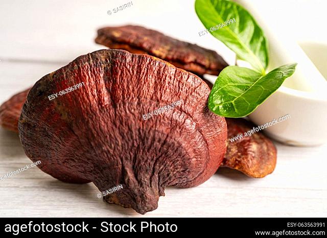 Dried lingzhi mushroom with capsule drug, alternative medicine herbal organic herb