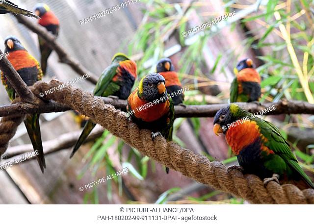 Loriinae birds sitting on a rope construction and branches in the Toowoomba hall in the Bird Park in Walsrode, Germany, 01 Febuary 2018