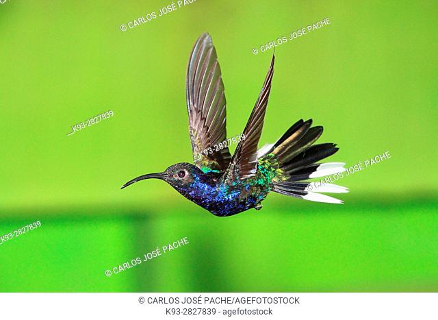 Campylopterus hemileucurus, Colibri alas de sable violáceo en la reserva biologica de monteverde, costa rica