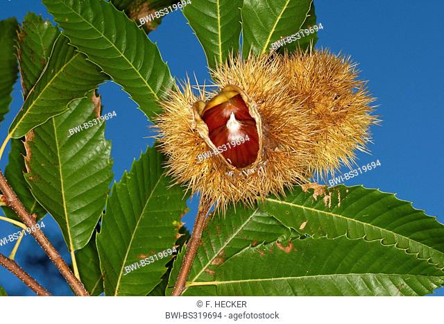 Spanish chestnut, sweet chestnut (Castanea sativa), fruits on a tree