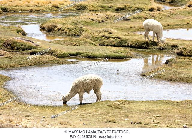 Alpaca in Andes Mountains, Peru, South America