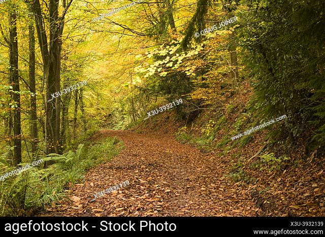 A beech woodland displaying its autumn colour at Leigh Woods, North Somerset, England