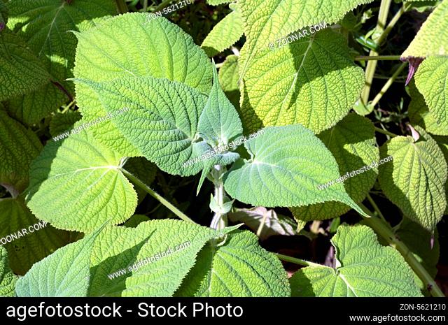 Salbei, Salvia gravida, Blatt, Heilpflanzen