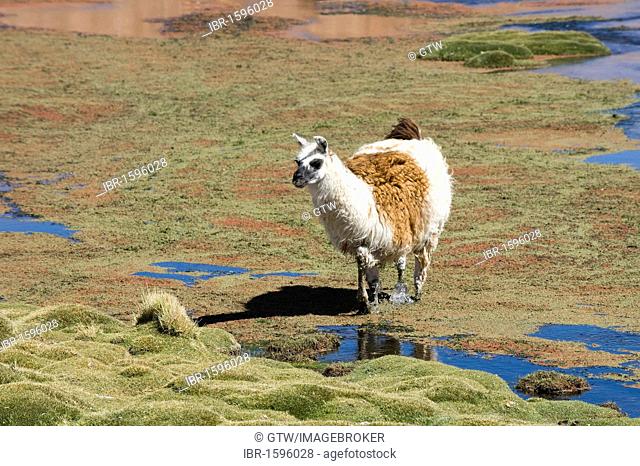 Llama (Lama glama), Atacama Desert, Antofagasta region, Chile, South America