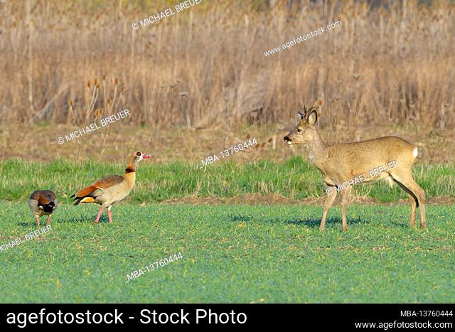 Roebuck in the bast on a grain field. In the immediate vicinity two Egyptian geese, spring, March, Hesse, Germany