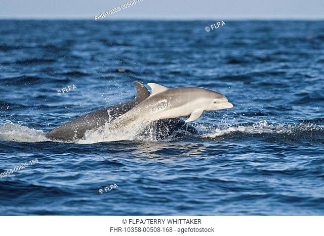 Bottlenose Dolphin Tursiops truncatus adult female with few-week old calf, breaching, Moray Firth, Scotland