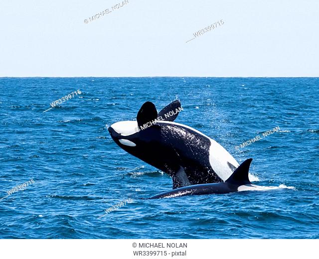 Transient killer whale (Orcinus orca) breaching in the Monterey Bay National Marine Sanctuary, California, United States of America, North America