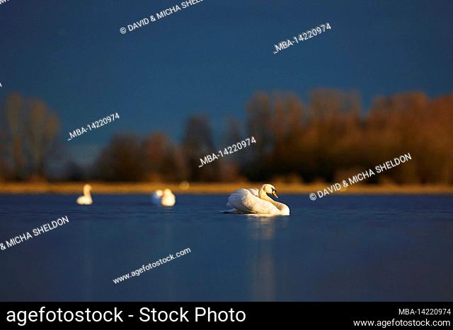 Mute swans (Cygnus olor) in the evening light, swimming Bavaria, Germany