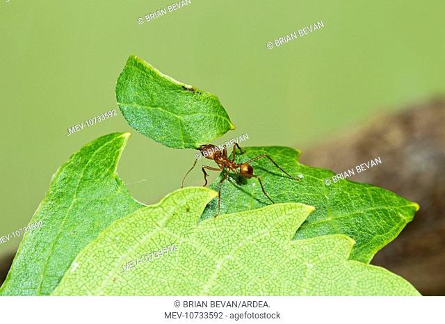 Leaf Cutter Ant - with leaf (Atta cephalotes)