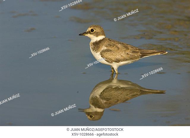 Ringed plover (Charadrius dubius). Odiel Marshes Natural Place. Biosphere Reserve. Huelva. Andalucia. Spain