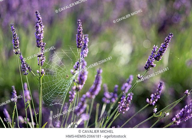 France, Alpes de Haute Provence, Parc Naturel Regional du Verdon (Regional natural park of Verdon), Puimoisson, cobweb in lavenders on the plateau of Valensole