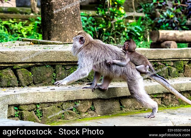 Wild female monkey goes with her child in sacred Monkey Forest park, Ubud, Bali, Indonesia