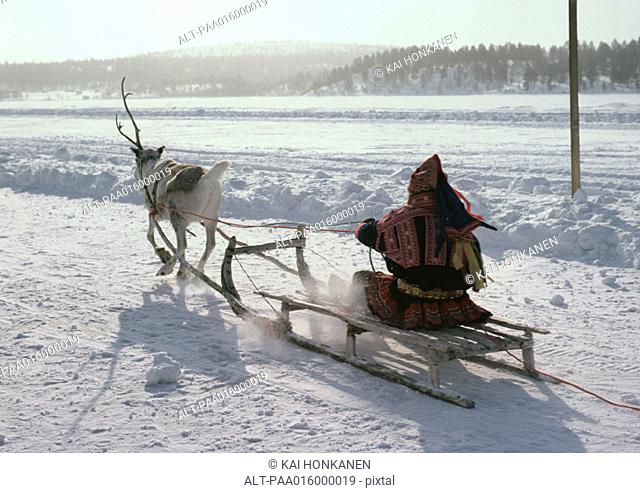 Finland, saami driving reindeer sled