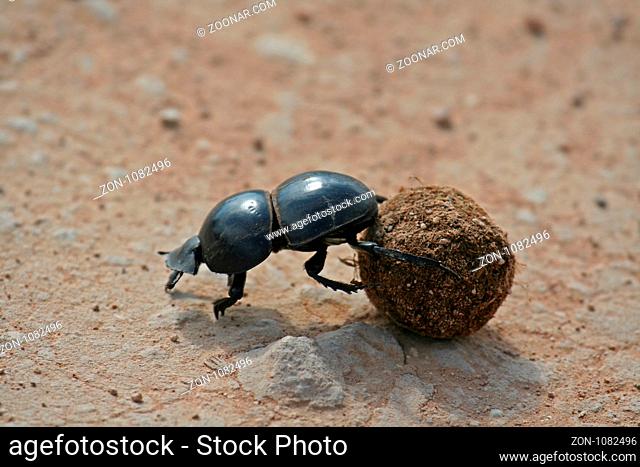 Pillendreher, Südafrika, Dung beetle, south africa