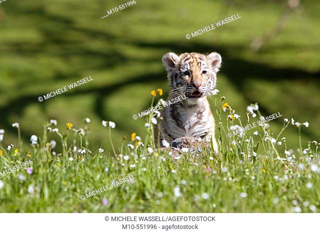 Tiger cub sitting in the field of spring flowers in the short distance crying out