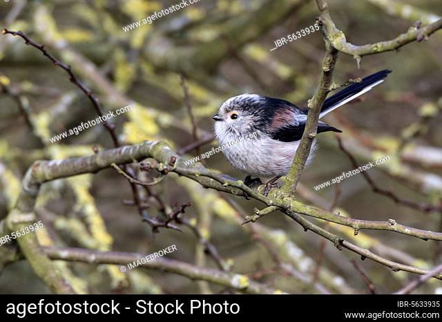 Long-tailed Tit, Tits, Songbirds, Animals, Birds, Long tailed Tit in hedgerow