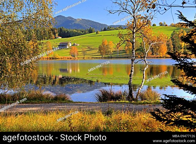 Moorland landscape at the Soiener See with Hörnle (1484m) of the Ammergau Alps, Bad Bayersoien, Alpine foothills, Upper Bavaria, Bavaria, Germany