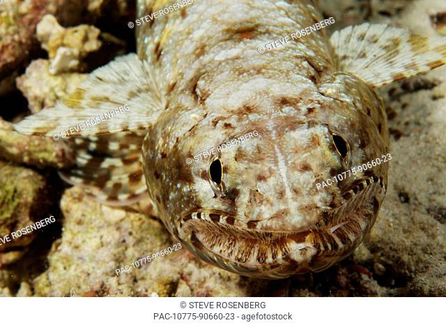 Indonesia, Slender Lizardfish Saurida gracillis close-up