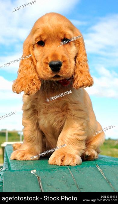 young puppy purebred english cocker sitting outdoor