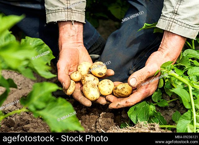 Agriculture, organic farm, horticulture, vegetable growing, field cultivation, farmer holds potatoes in the hands