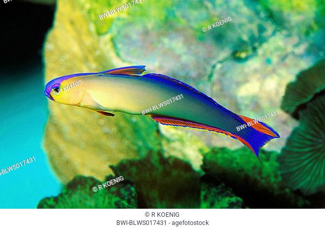purple firefish goby, purple dartfish, elegant firefish Nemateleotris decora, swimming in the water
