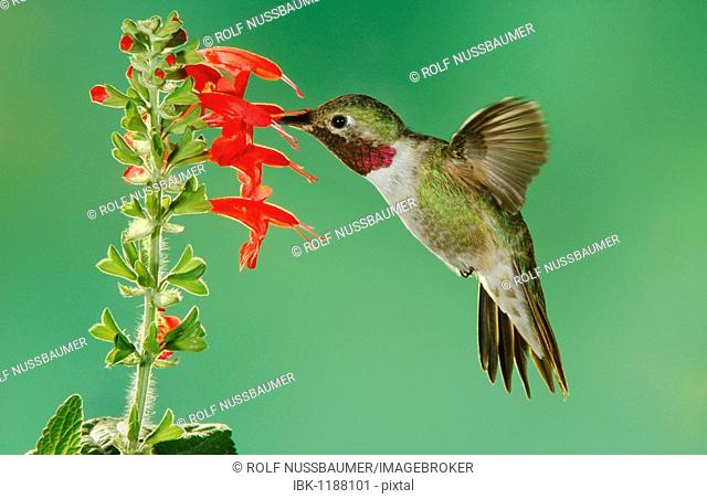 Broad-tailed Hummingbird (Selasphorus platycercus), male feeding on Sage (Salvia ssp.), Paradise, Chiricahua Mountains, Arizona, USA