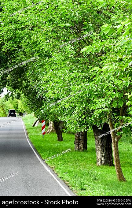29 August 2022, Brandenburg, Zernikow: The mulberry avenue with its 70 mulberry trees and also other woody plants reminds of the silk production in Brandenburg