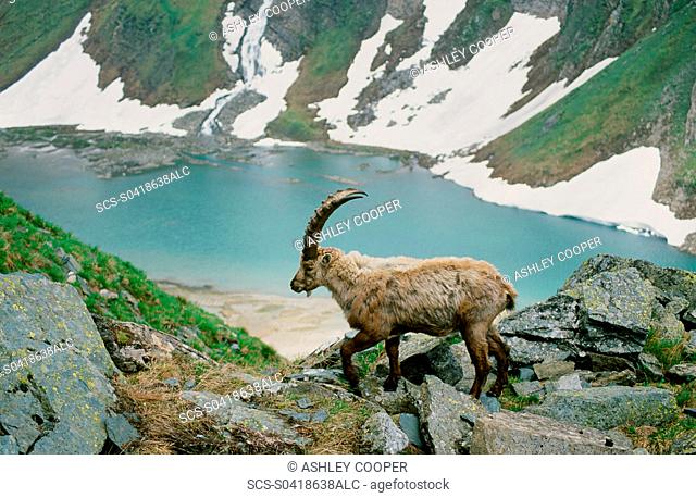 An Ibex in the Austrian mountains