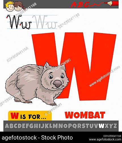 Educational cartoon illustration of letter W from alphabet with wombat animal character for children