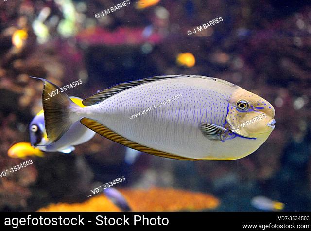 Bignose unicornfish (Naso vlamingii) is a marine fish native to tropical Indo-Pacific Ocean