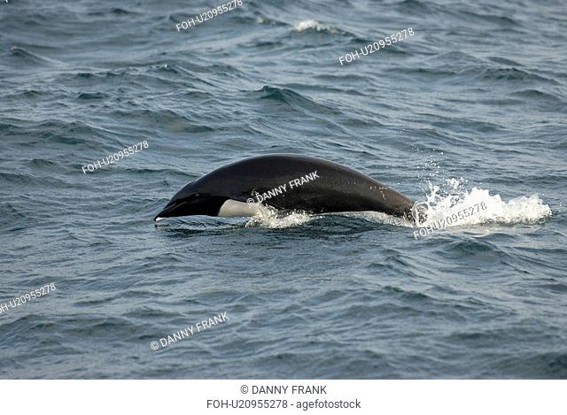 Northern right whale dolphin Lissodelphis borealis porpoising or leaping. National marine sanctuary, Monterey bay, California Pacific ocean, USA