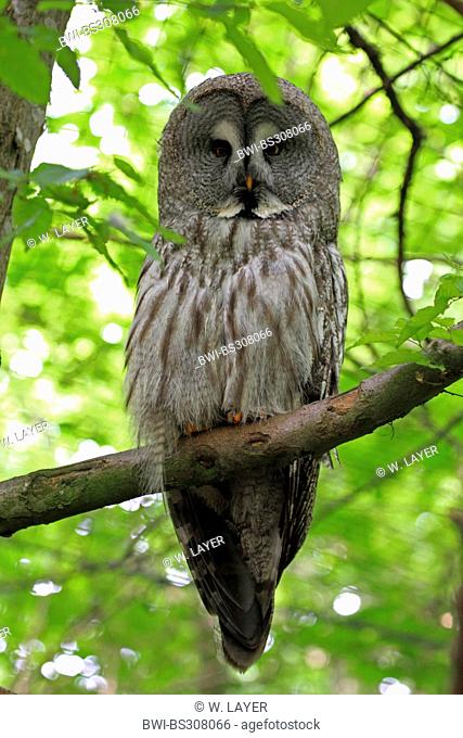 great grey owl (Strix nebulosa), sitting on branch