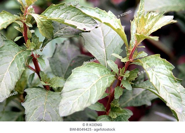Mexican tea, American wormseed Chenopodium ambrosioides var. ambrosioides, Dysphania ambrosioides, leaves