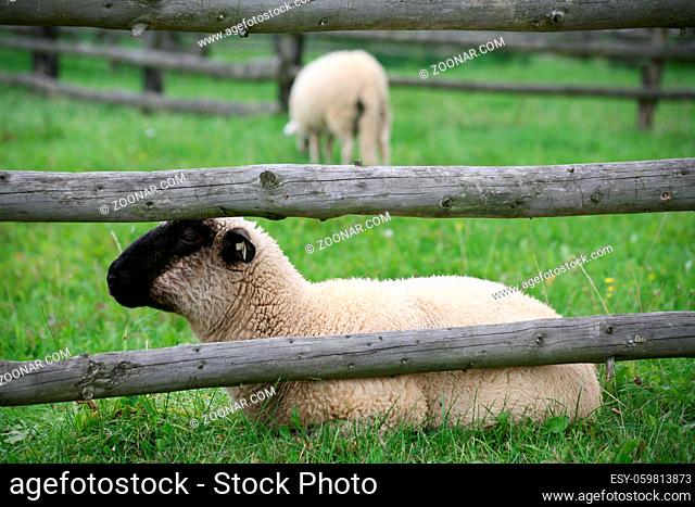 Schaf auf einer Weide