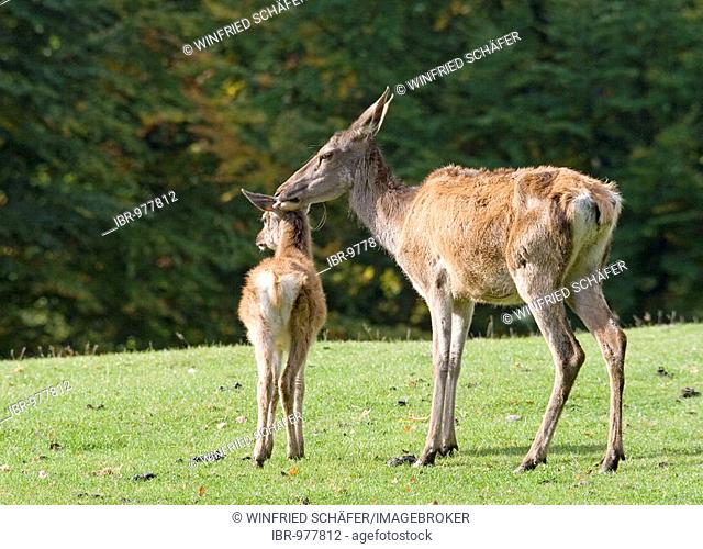 Red Deer (Cervus elaphus), Daun Wildlife Park, Vulkaneifel, Rhineland-Palatinate, Germany, Europe