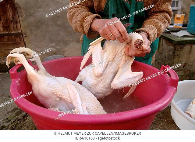 Butchering, plucking ducks at a farm in Eckental, Franconia, Bavaria, Germany, Europe