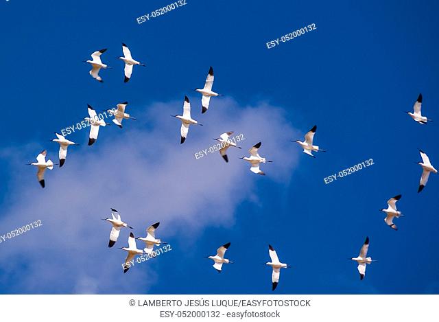 Band of avocet birds in the lagoon of Fuente de Piedra in Malaga, Spain