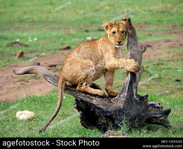 Lion cub in the Masai Mara, Kenya, Africa Lion cub in the Masai Mara, Kenya, Africa