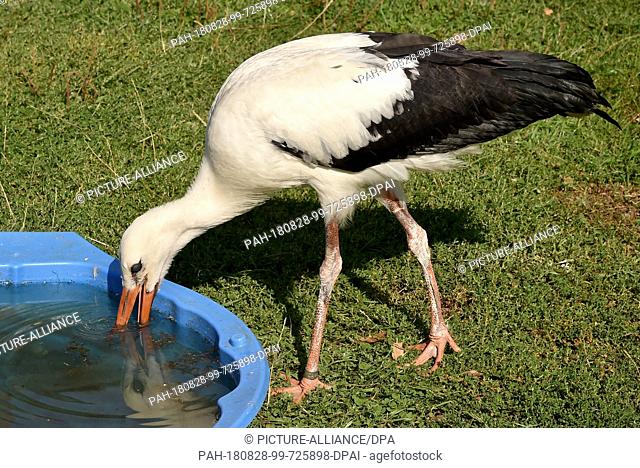 22 August 2018, Germany, Gerdshagen: A stork drinks from a water basin in the wildlife sanctuary Struck. 16 kittens were raised this year