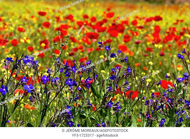 Poppy flowers Papaver rhoeas field, South of France