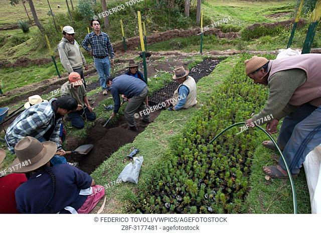 The Maras project works to rehabilitates ancestral agroforestry systems in the area and the ""comunidades"" s involved devote one day a week to work in the...