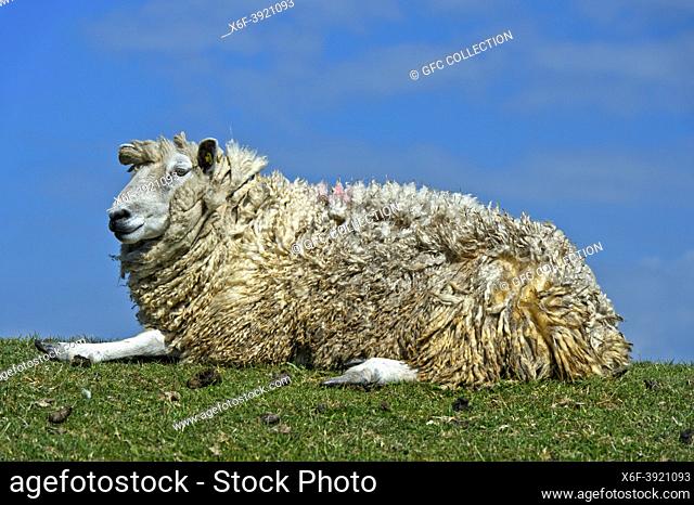 Texel sheep lies on a dike crown in the marshland at the North Sea coast, Schleswig-Holstein, Germany